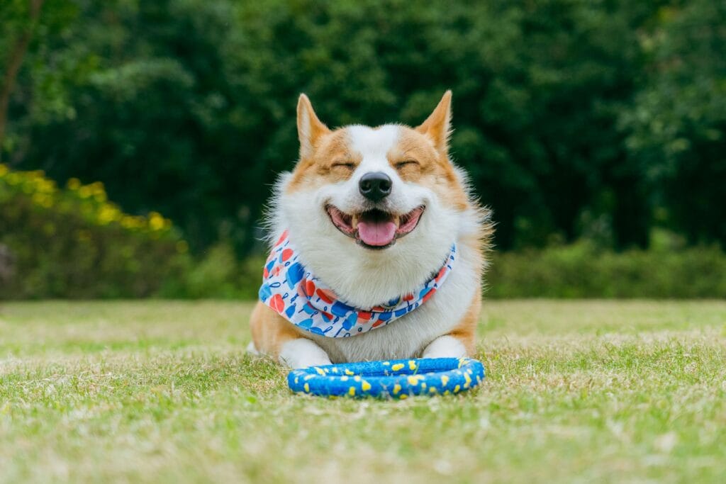 A happy dog playing indoors, suggesting a safe and stimulating environment.