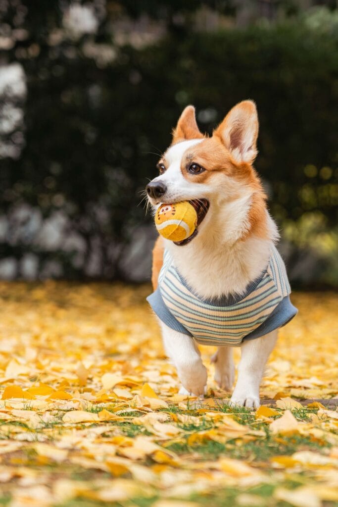 A clean and well-groomed dog receiving care, emphasizing health and hygiene.