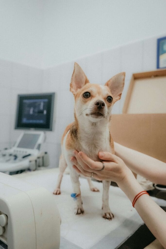 A responsible pet owner consulting with a vet, showing commitment to pet care.