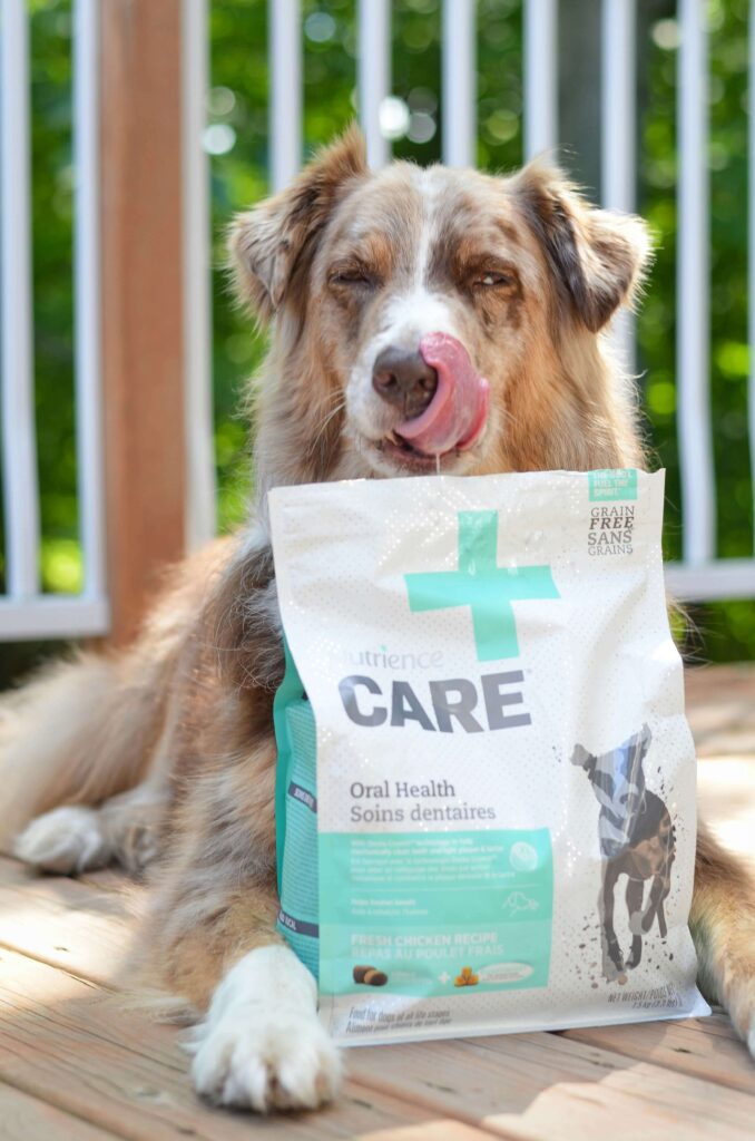 반려견이 사료를 먹는 모습, 반려견 식단과 영양 관리